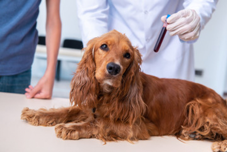 Onde Agendar Exame de Endoscopia Veterinária Jardim Stella - Exame de Sangue para Animais