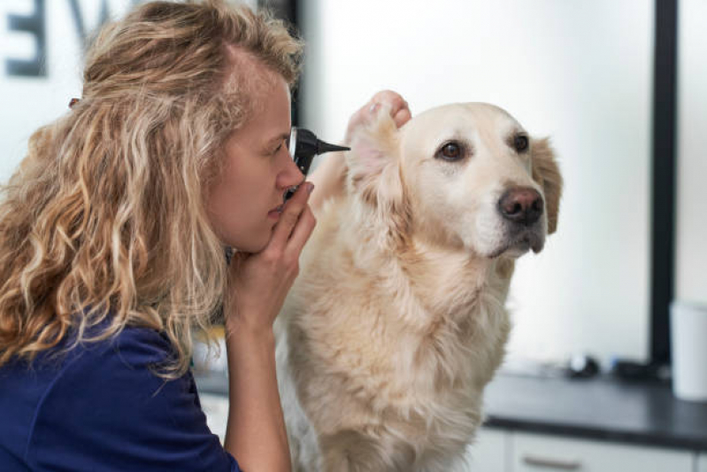 Onde Agendar Exame de Radiologia para Animais Vila Vitória - Exame para Cachorro