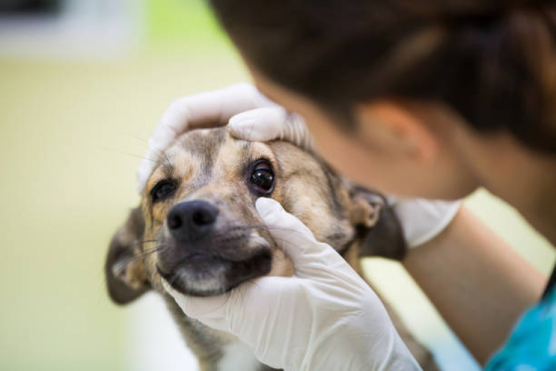 Onde Agendar Exame de Sangue para Cachorro Nova Gerty - Exame de Sangue para Animais