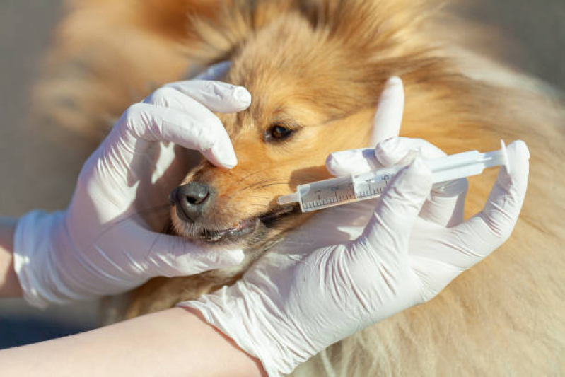 Onde Faz Limpeza de Tártaro para Cães Sítio Taquaral - Limpeza Dentária Canina
