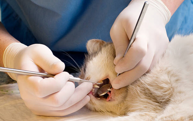 Onde Faz Limpeza Tártaro Gato Parque Represa Billings II - Limpeza Dentária Canina
