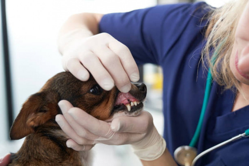Onde Faz Limpeza Tártaro Vila Suíça - Limpeza Dentária Canina