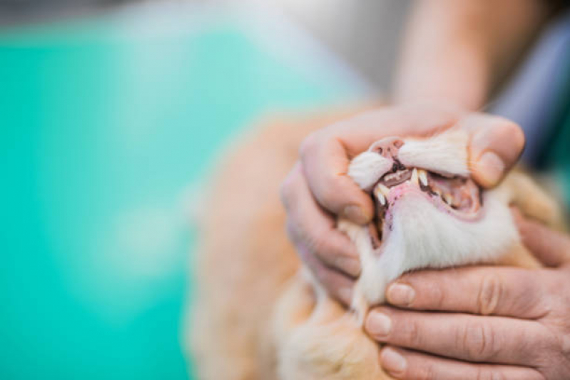 Onde Faz Tartarectomia em Animais Parque Capuava - Limpeza Dentária Canina
