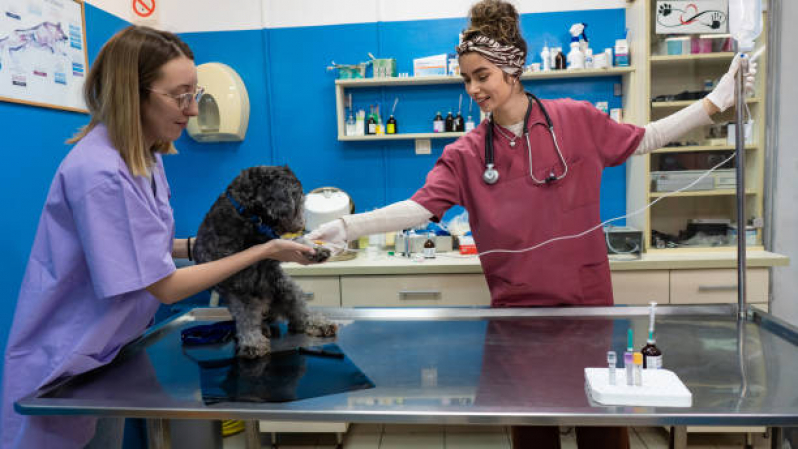 Onde Fazer Internação para Cães e Gatos Jardim Stella - Internação Semi Intensiva Veterinária