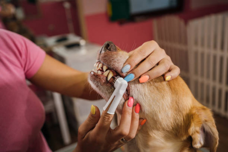 Onde Fazer Limpeza Dentária Canina Vila João Ramalho - Limpeza de Tártaro para Cães