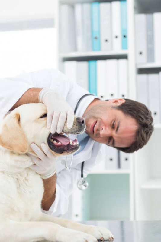Onde Fazer Tartarectomia em Animais Vila Junqueira - Limpeza Dentária Canina