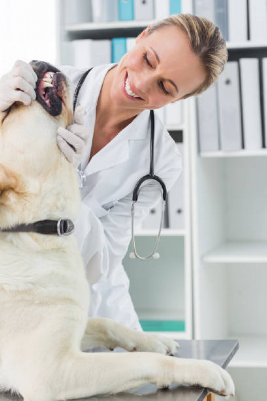 Tartarectomia em Animais Agendar Vila Assunção - Limpeza Dentária Canina