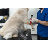 agendamento de exame de radiologia para animais Vila Alzira