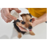 agendamento de exame de sangue para cachorro Araçaúva