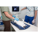 agendamento de exame de ultrassom para animais Vila Assunção