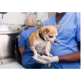 castração de cães agendar Araçaúva
