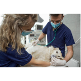 cirurgia com anestesia veterinária Cerâmica