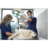 cirurgia de catarata em cachorro Campestre