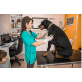 clínica 24 horas veterinária Vila Scarpelli