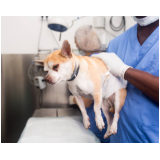 clínica que faz castração de cachorro fêmea Jardim Santo André CDHU