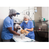 clínica que faz castração de cães Parque Erasmo Assunção