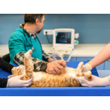 clínica que faz castração de gato São José