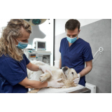 clínica que faz cirurgia de catarata em cachorro Jardim Stella