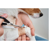clínica que faz internação de cachorros Polo Petroquímico de Capuava