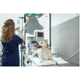 clínica que faz internação para cães e gatos Santo André