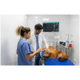 clínica que faz internação para cães Vila Príncipe de Gales
