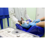 clínica que faz internação veterinária Vila Valparaíso