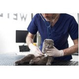 clínica veterinária de cães e gatos contato Cata Preta