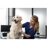 clínica veterinária especializada em cães e gatos Campo Grande
