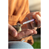 consulta médica veterinária para animais silvestres marcar Jardim Las Vegas