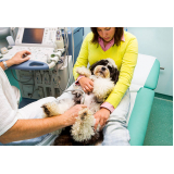 exame de ultrassom para animais marcar Silveira