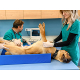 exame de ultrassom para animais Acampamento Anchieta