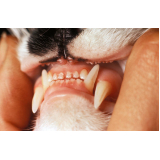 limpeza dentária canina Novo Homero Thon