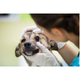 onde agendar exame de sangue para cachorro Nova Gerty