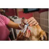 onde fazer limpeza dentária canina Vila Luzita